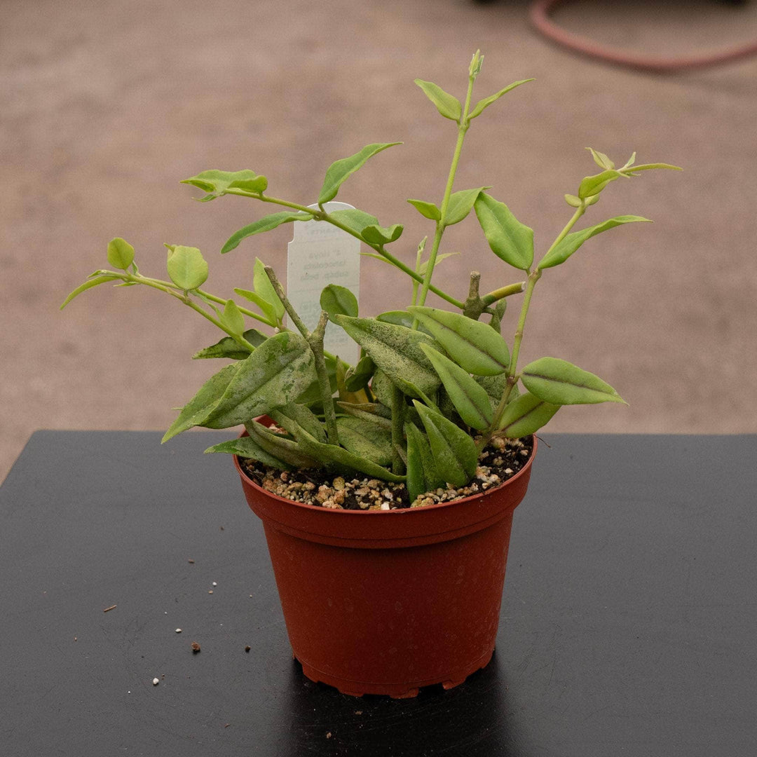 Gabriella Plants Hoya 4" Hoya lanceolata subsp. bella