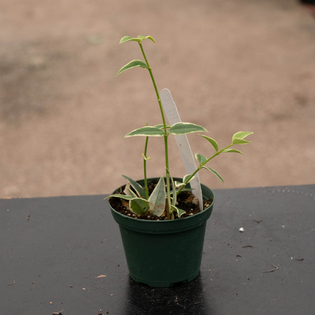 Gabriella Plants Hoya Hoya lanceolata subsp. bella &
