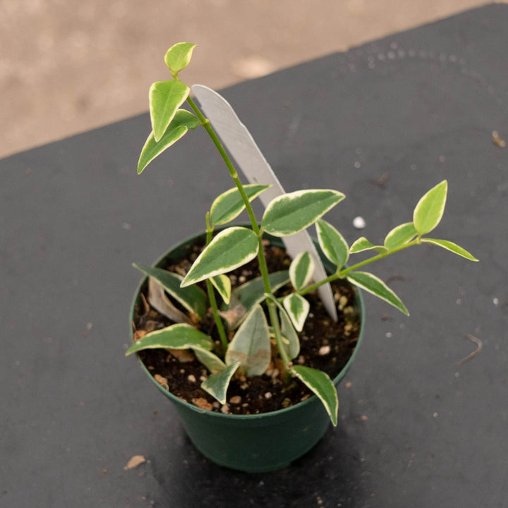 Gabriella Plants Hoya 3” Hoya lanceolata subsp. bella &