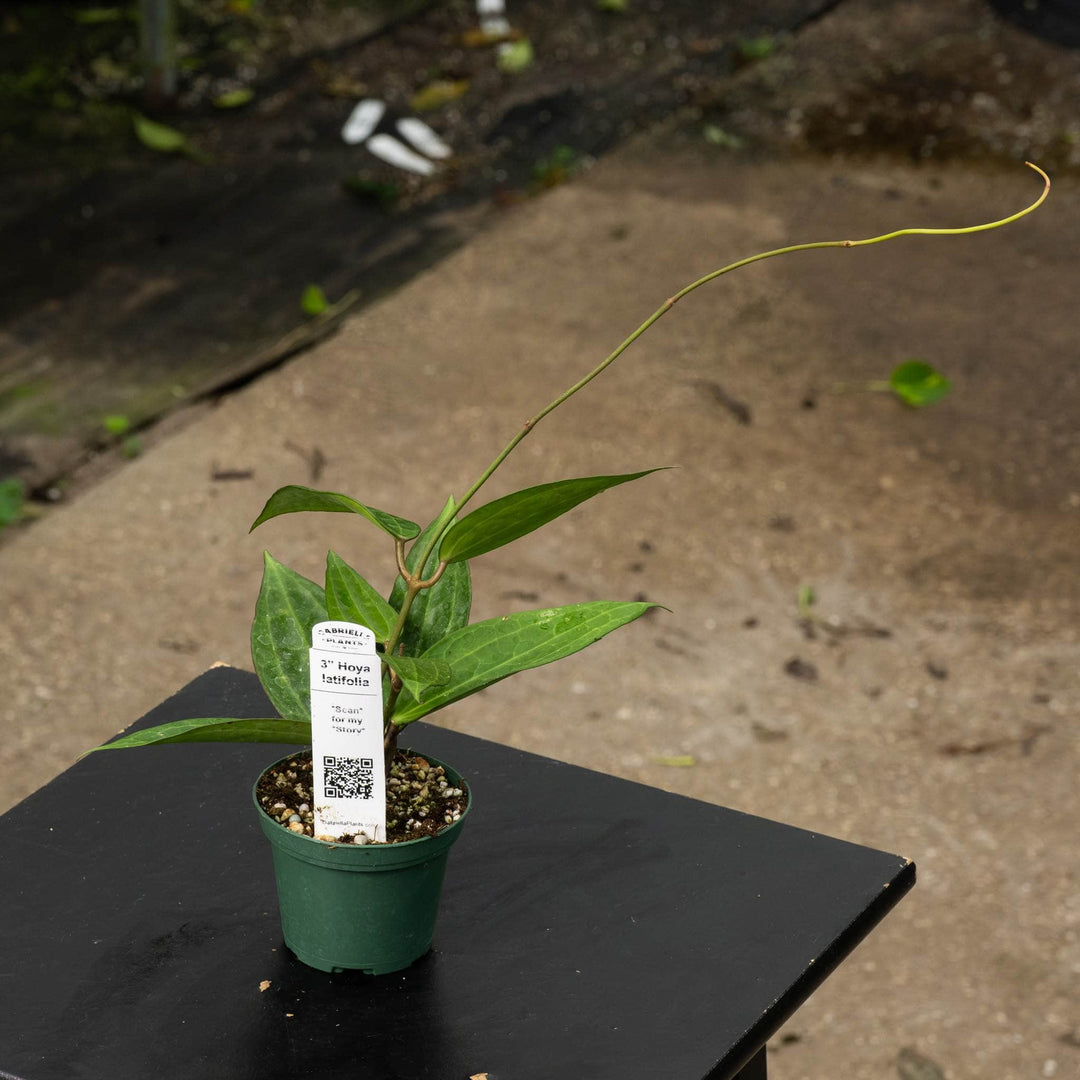 Gabriella Plants Hoya Hoya latifolia