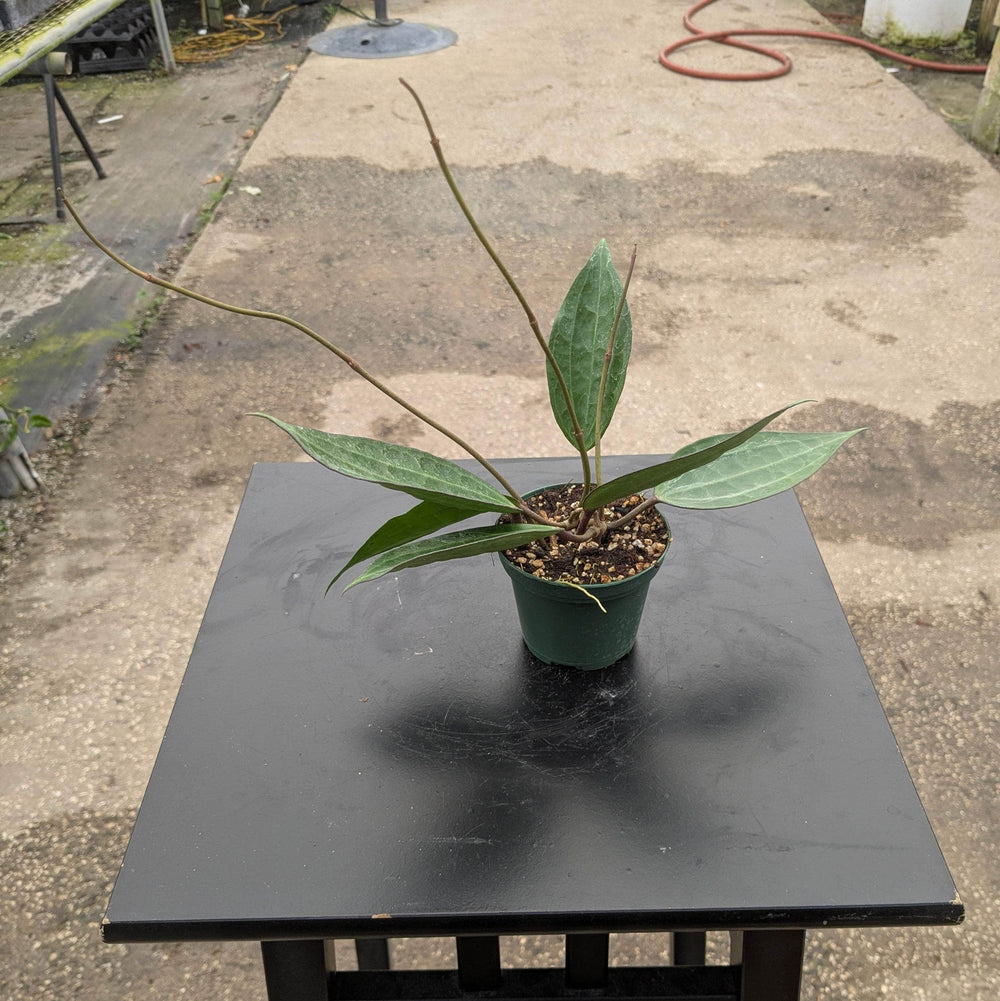 Gabriella Plants Hoya 3" Hoya latifolia