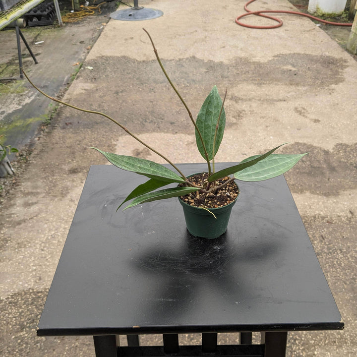 Gabriella Plants Hoya 3" Hoya latifolia