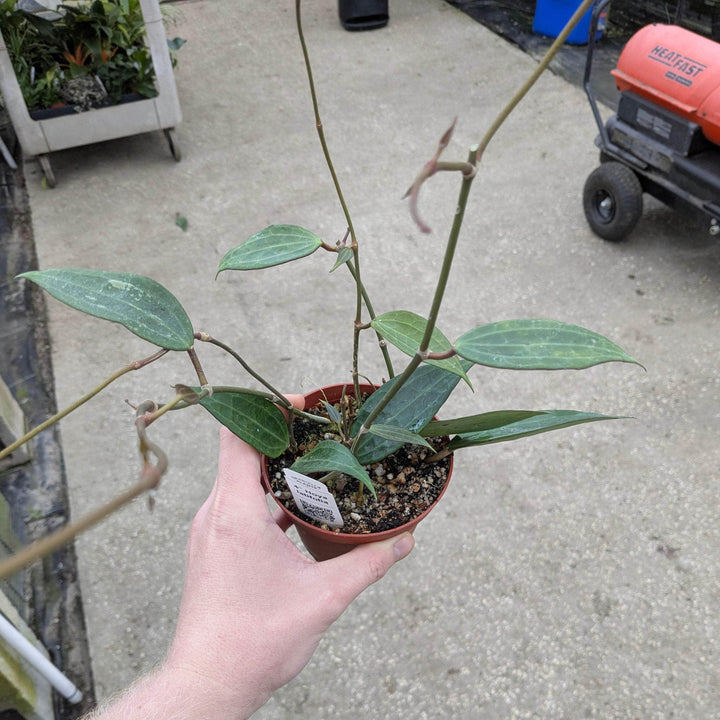 Gabriella Plants Hoya 4" Hoya latifolia