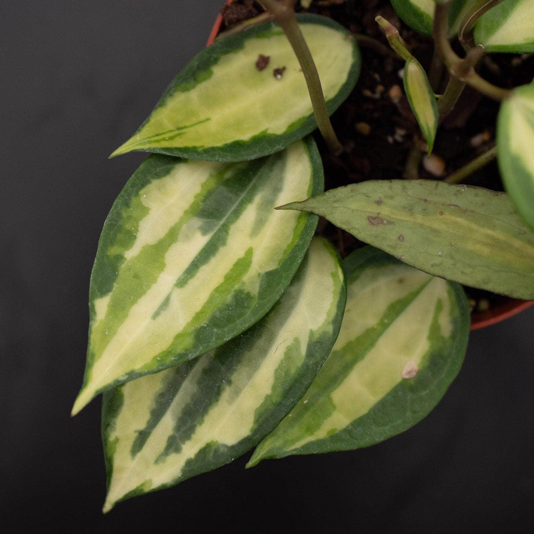 pot of gold plant Hoya latifolia 'Pot of Gold'