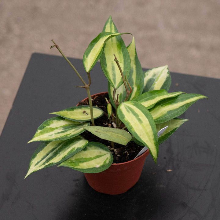 Gabriella Plants Hoya Hoya latifolia 'Pot of Gold'