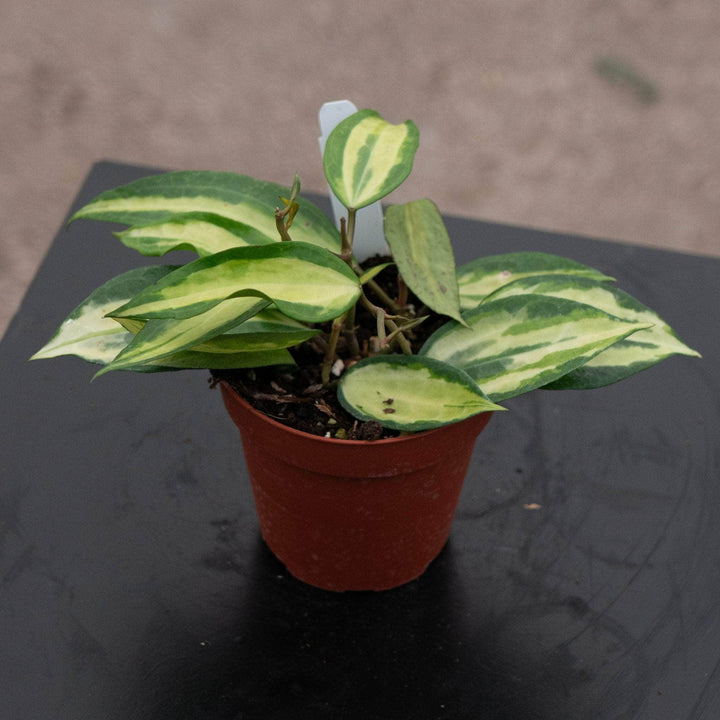 pot of gold plant care Hoya latifolia 'Pot of Gold'