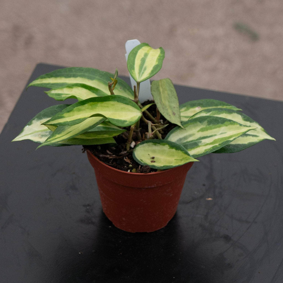 Gabriella Plants Hoya Hoya latifolia 'Pot of Gold'