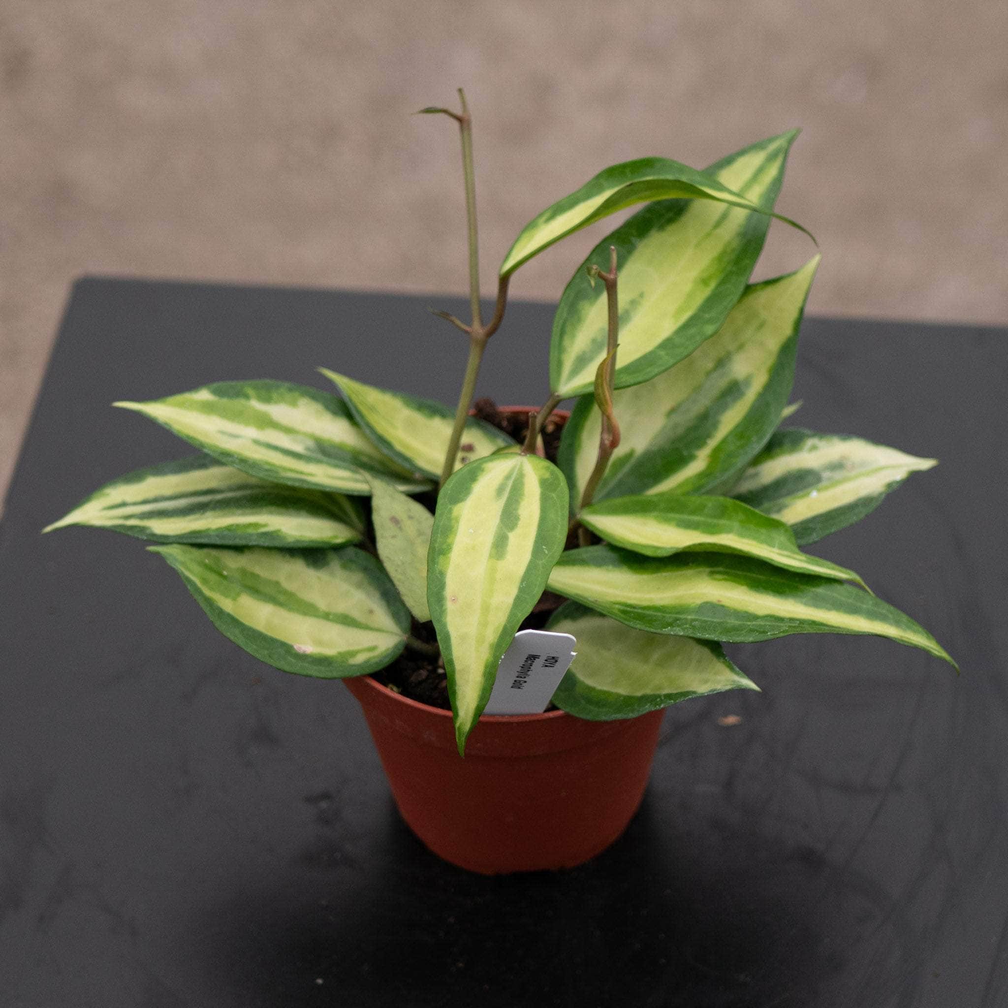 Hoya latifolia 'Pot of Gold' - Gabriella Plants