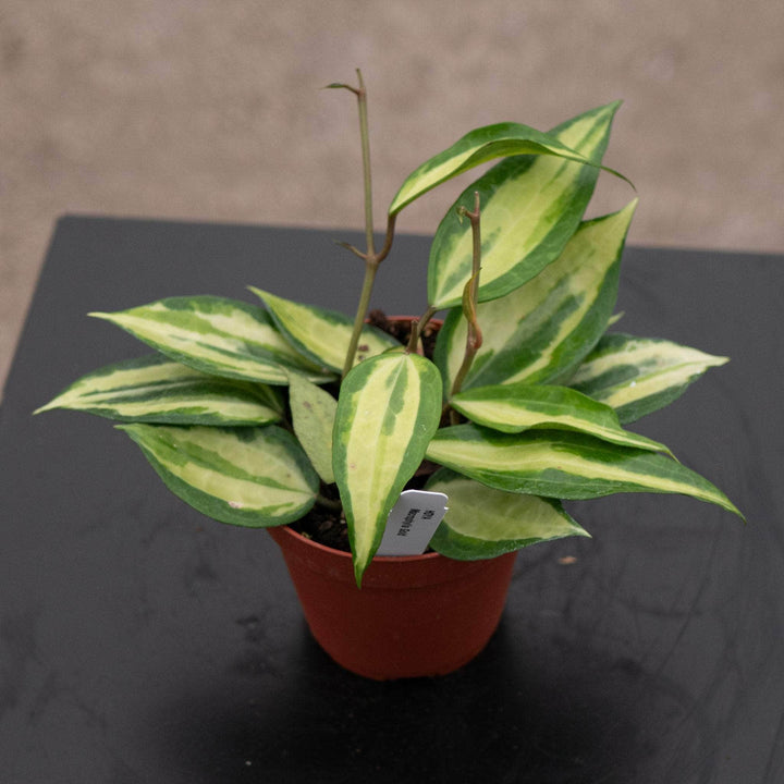 Gabriella Plants Hoya Hoya latifolia 'Pot of Gold'