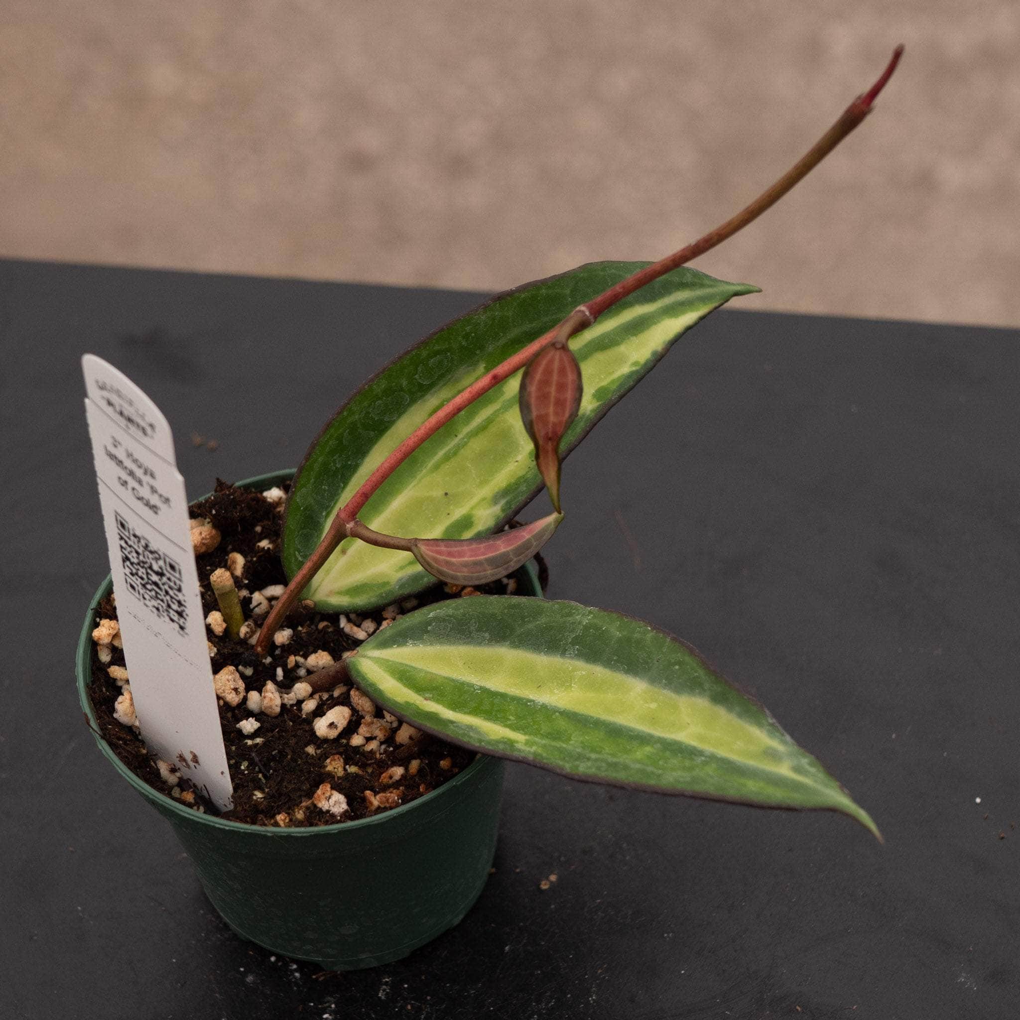 Hoya latifolia 'Pot of Gold' - Gabriella Plants