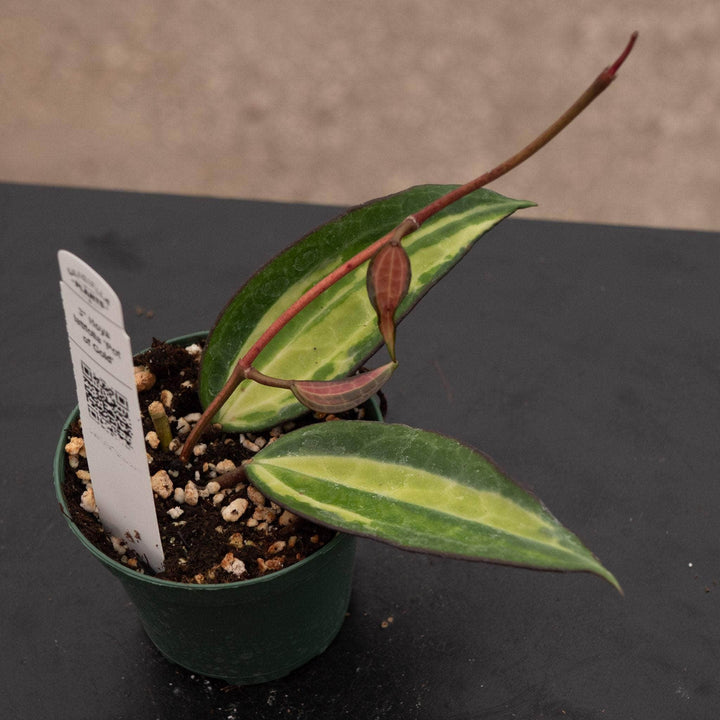 Gabriella Plants Hoya Hoya latifolia 'Pot of Gold'