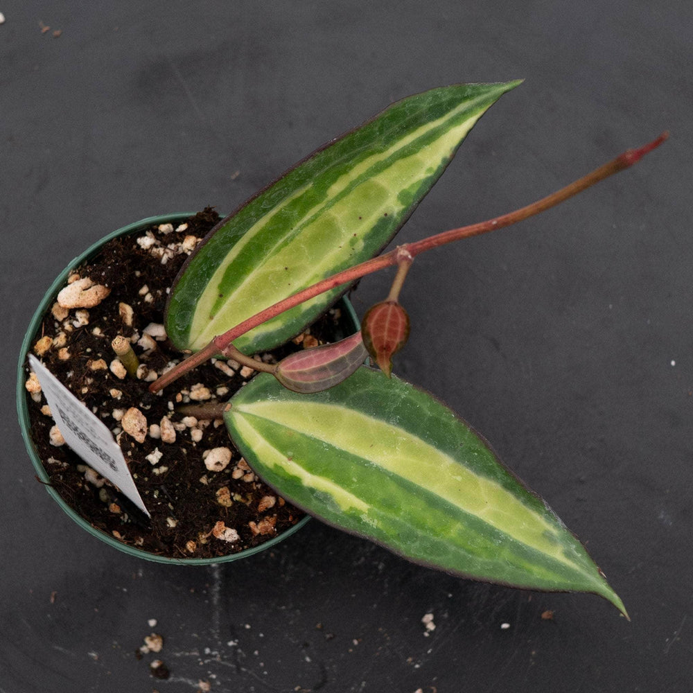 Gabriella Plants Hoya Hoya latifolia 'Pot of Gold'