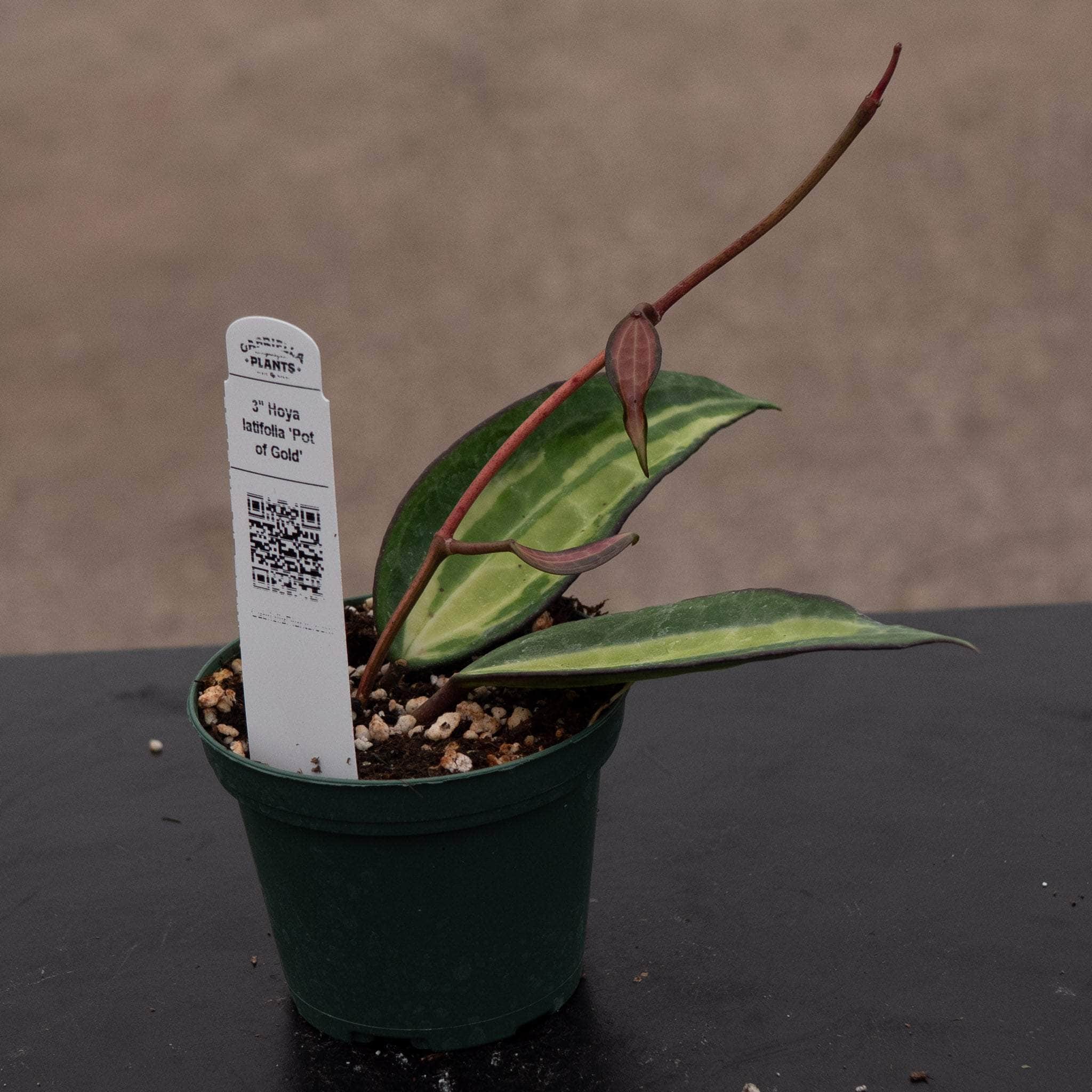 Hoya latifolia 'Pot of Gold' - Gabriella Plants