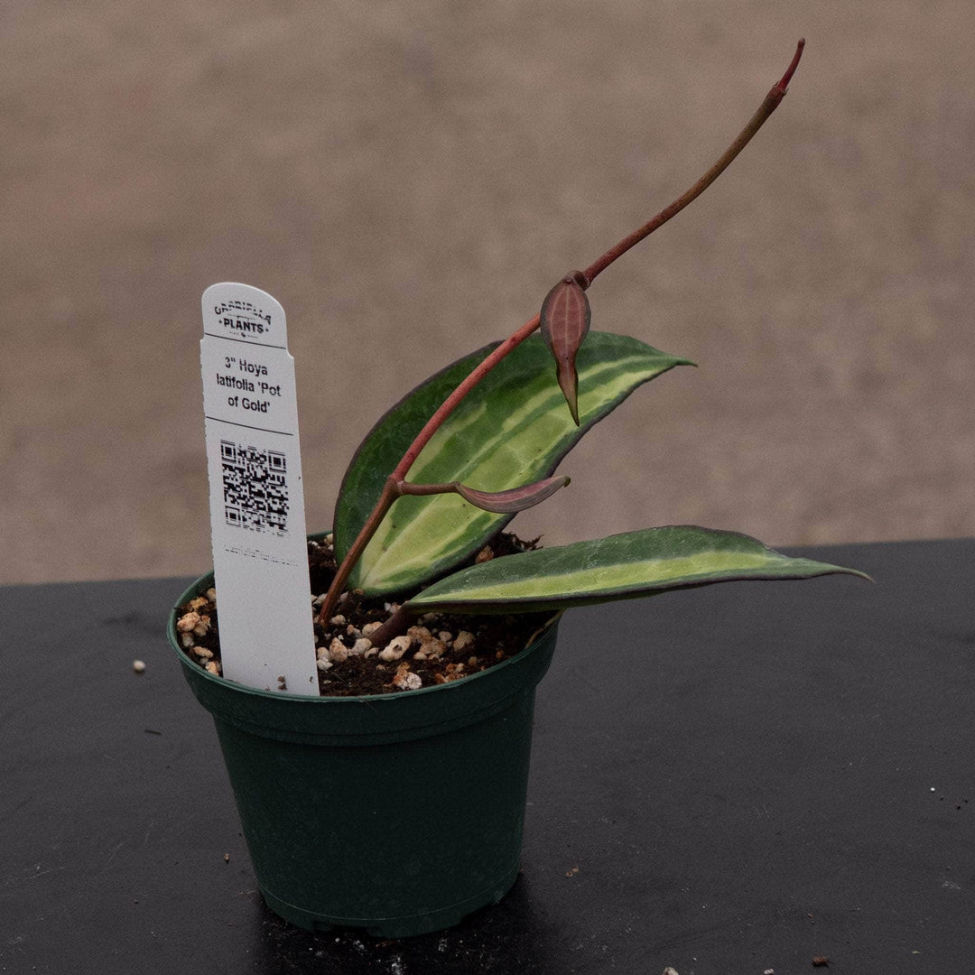 Gabriella Plants Hoya Hoya latifolia 'Pot of Gold'