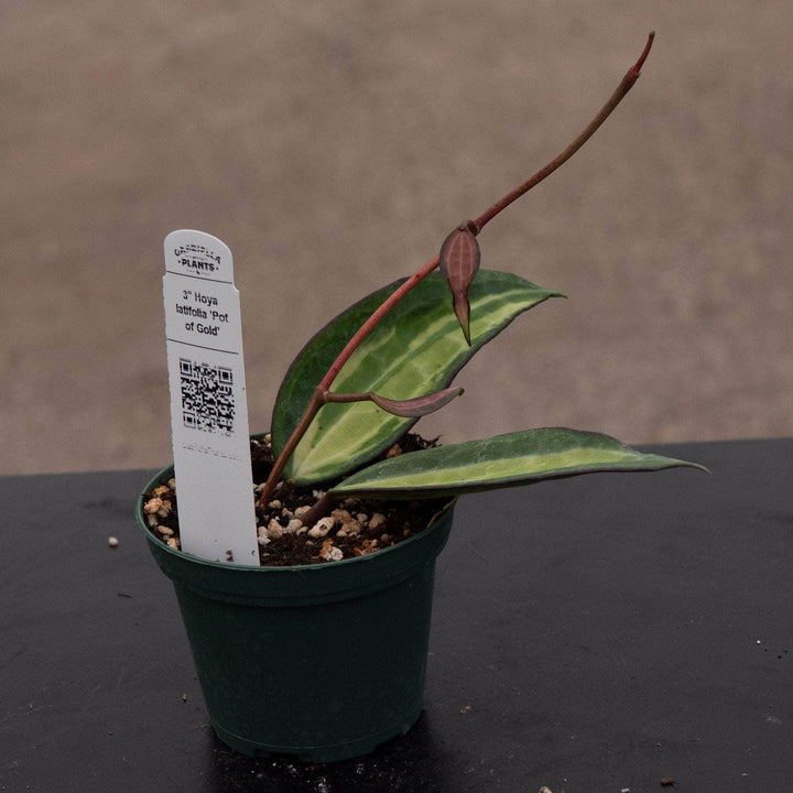 Gabriella Plants Hoya Hoya latifolia 'Pot of Gold'