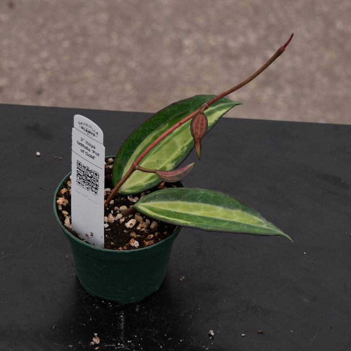 Gabriella Plants Hoya 3" Hoya latifolia 'Pot of Gold'