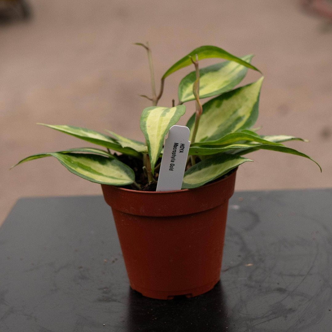 Gabriella Plants Hoya 4" Hoya latifolia 'Pot of Gold'