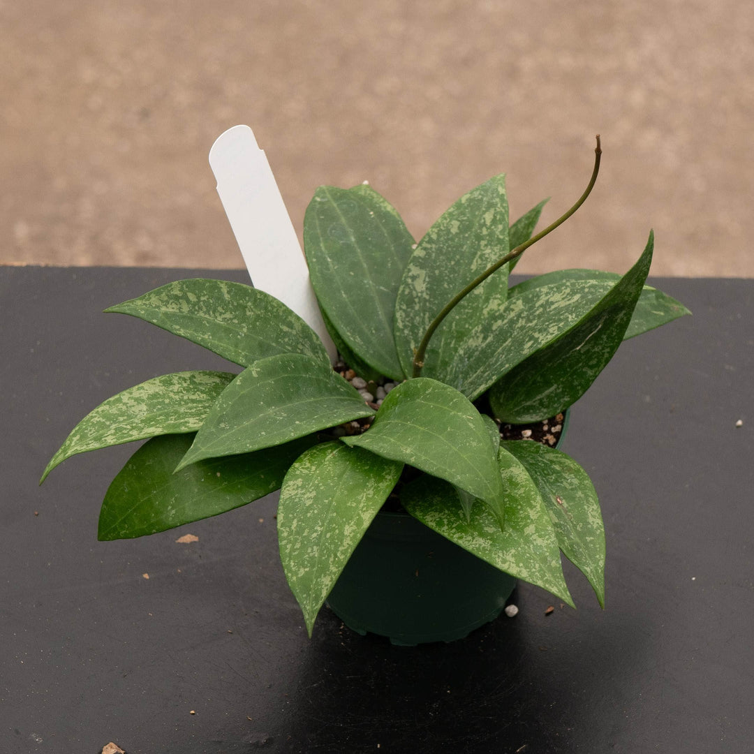 Gabriella Plants Hoya Hoya latifolia Rangsan