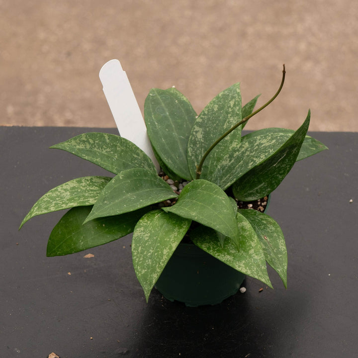 Gabriella Plants Hoya Hoya latifolia Rangsan
