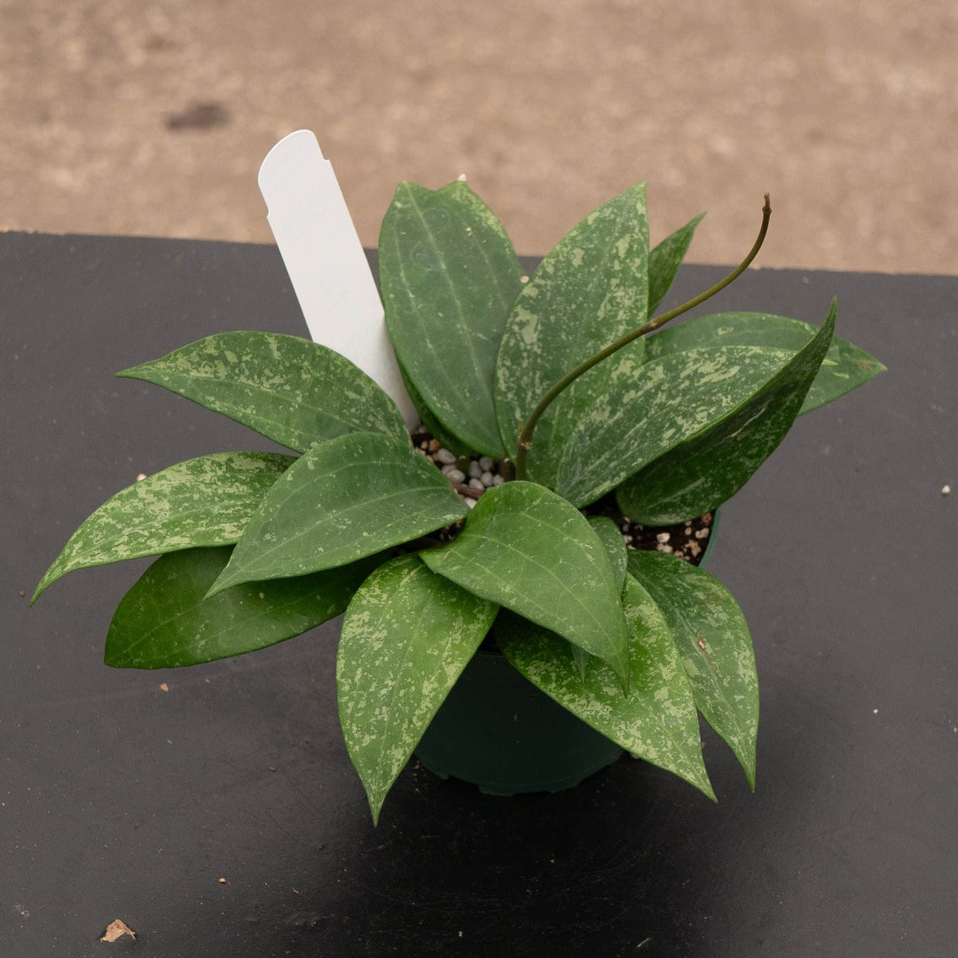 Gabriella Plants Hoya Hoya latifolia Rangsan