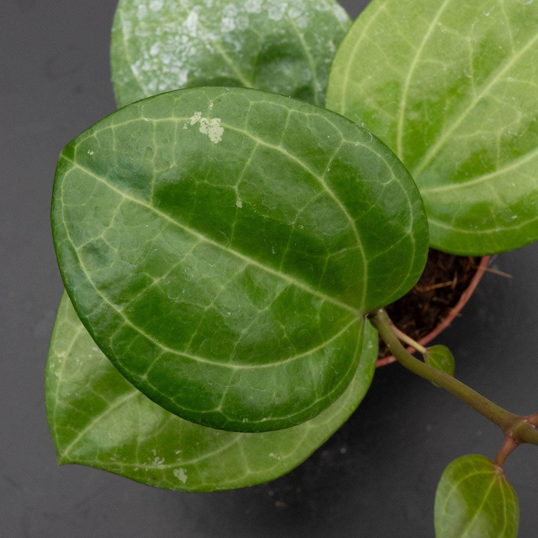 Gabriella Plants Hoya 4" Hoya latifolia 'Sarawak'