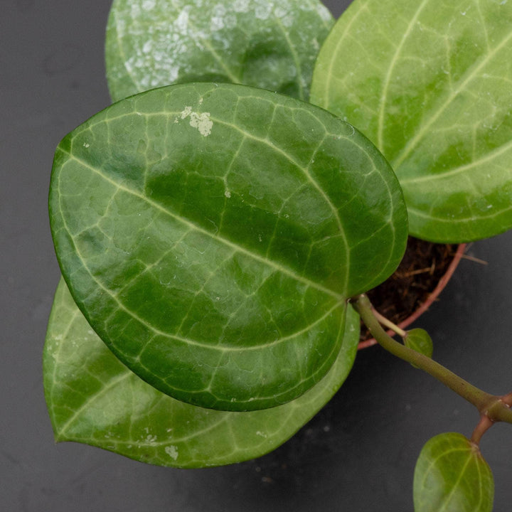 Gabriella Plants Hoya 4" Hoya latifolia 'Sarawak'