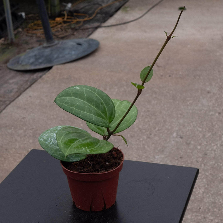 Gabriella Plants Hoya 4" Hoya latifolia 'Sarawak'