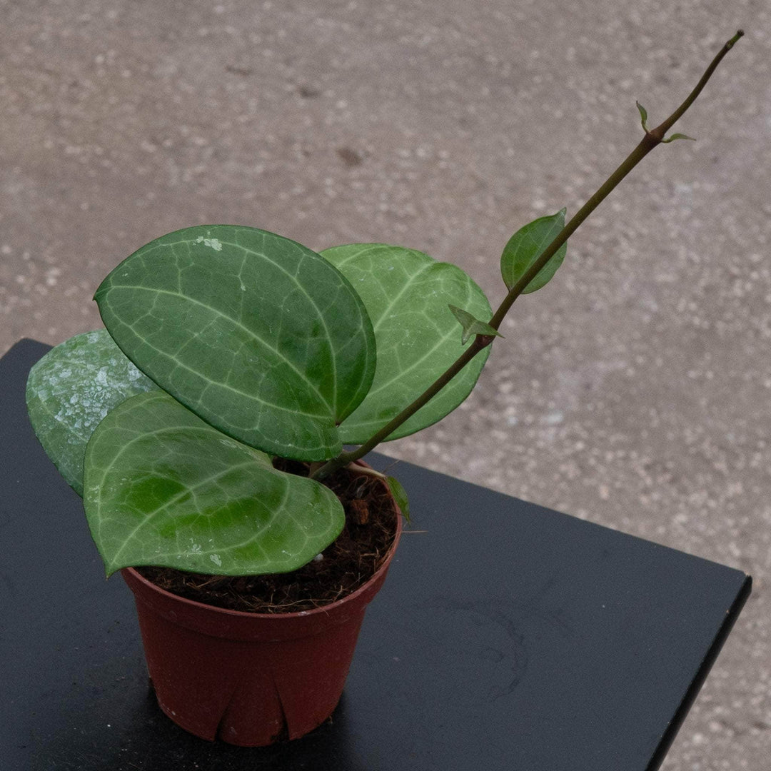 Gabriella Plants Hoya 4" Hoya latifolia 'Sarawak'