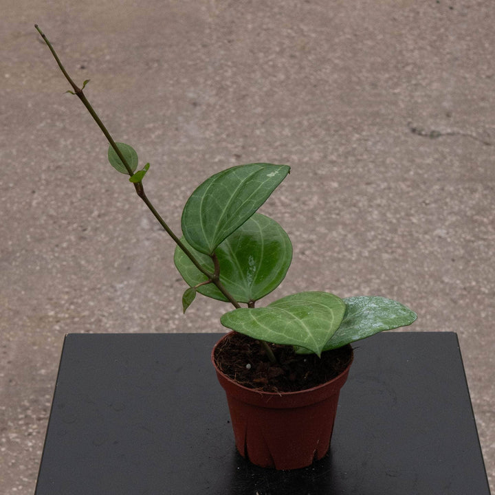 Gabriella Plants Hoya 4" Hoya latifolia 'Sarawak'