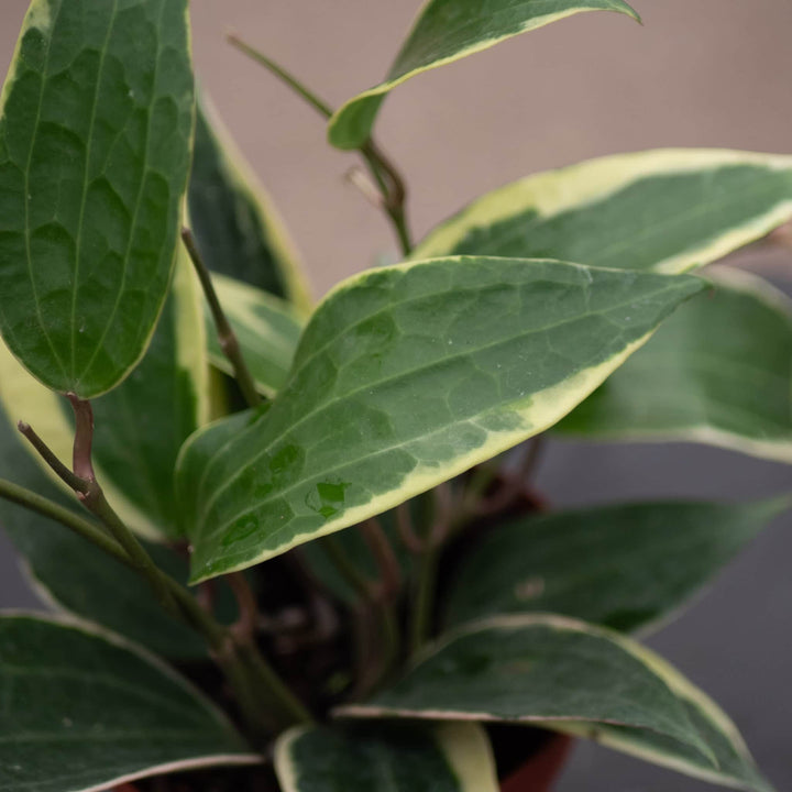 Gabriella Plants Hoya Hoya latifolia 'Variegata'