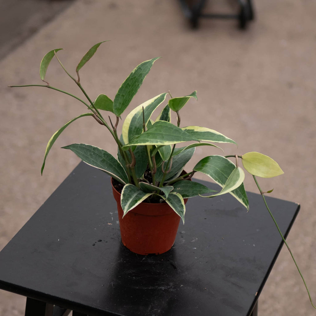 Gabriella Plants Hoya Hoya latifolia 'Variegata'