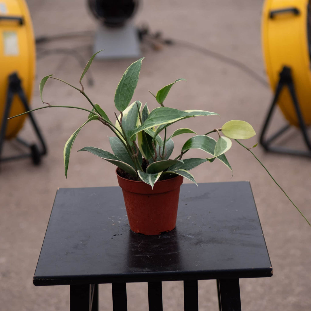 Gabriella Plants Hoya Hoya latifolia 'Variegata'