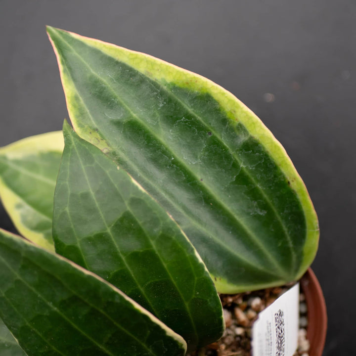Gabriella Plants Hoya Hoya latifolia 'Variegata'
