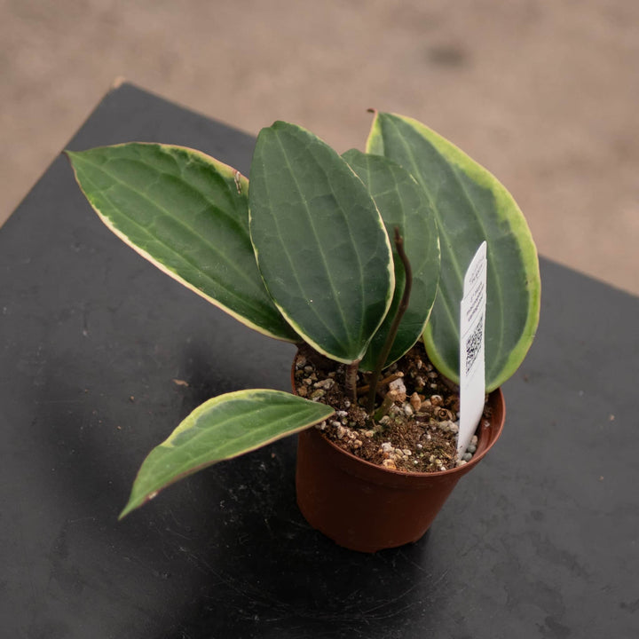 Gabriella Plants Hoya Hoya latifolia 'Variegata'