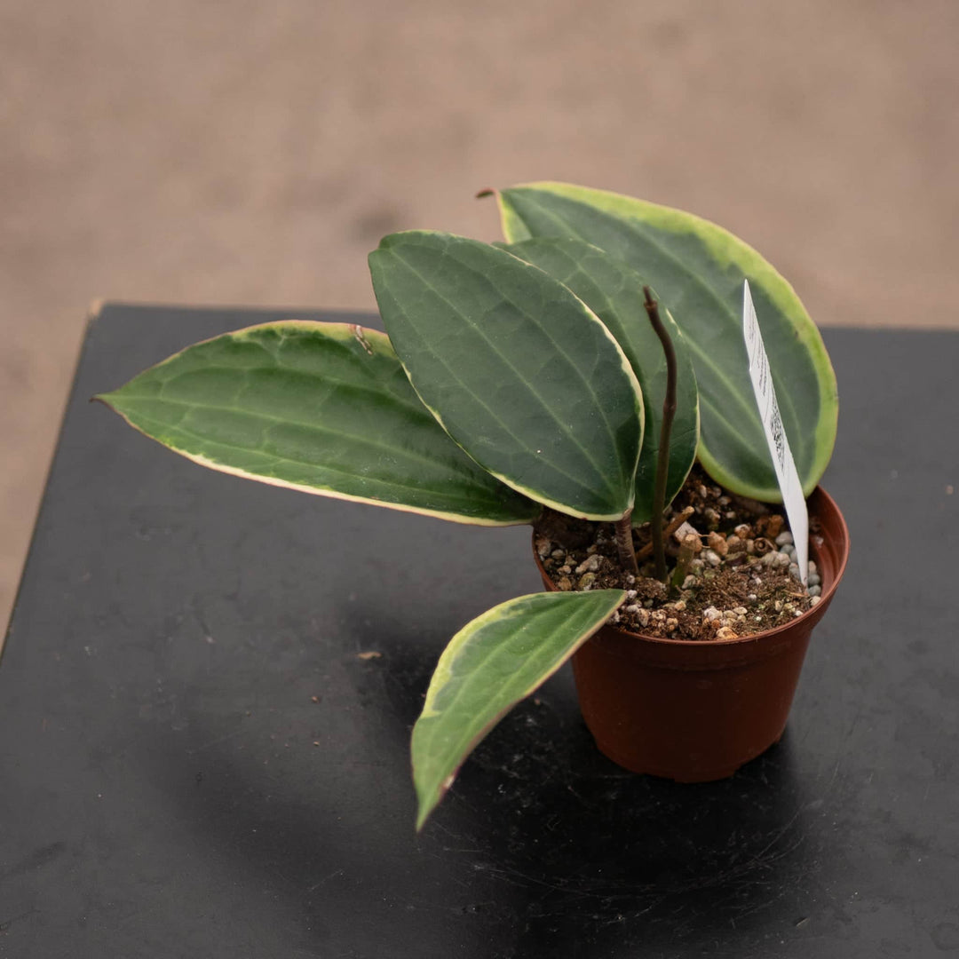 Gabriella Plants Hoya Hoya latifolia 'Variegata'