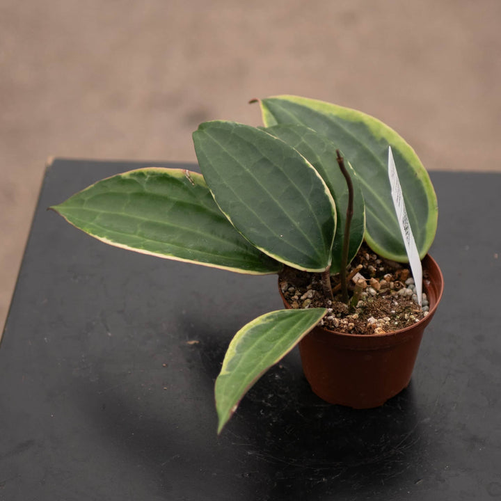 Gabriella Plants Hoya Hoya latifolia 'Variegata'