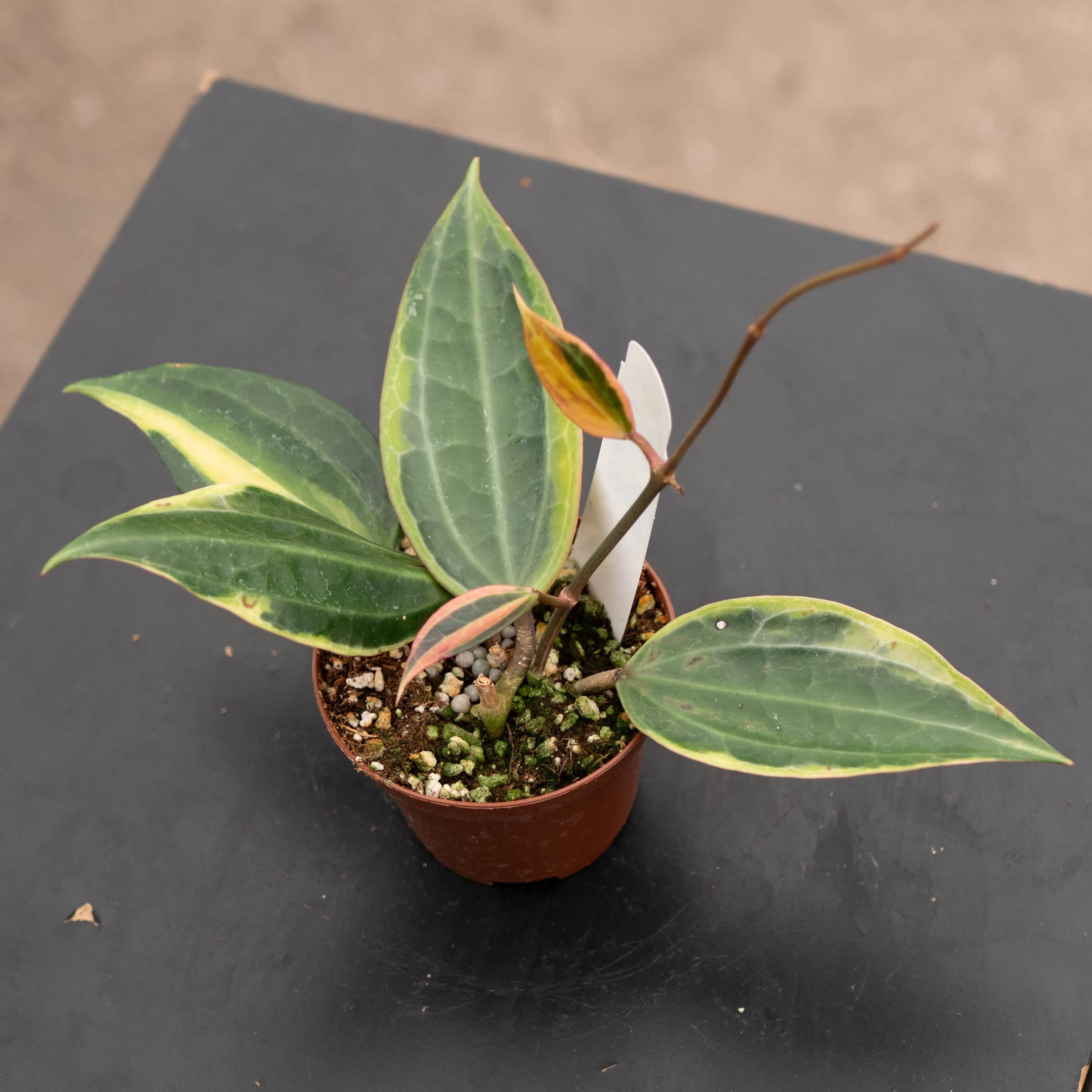 Hoya latifolia 'Variegata' - Gabriella Plants