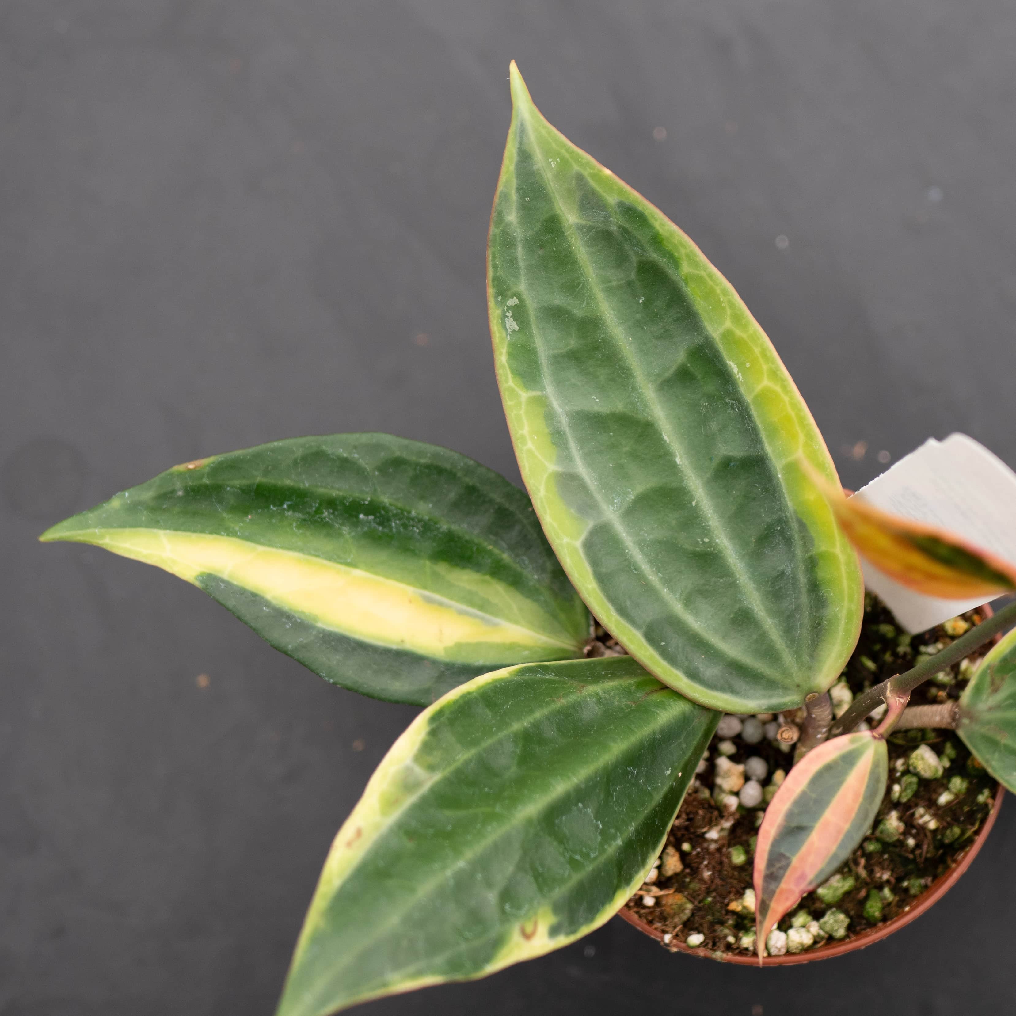 Hoya latifolia 'Variegata' - Gabriella Plants