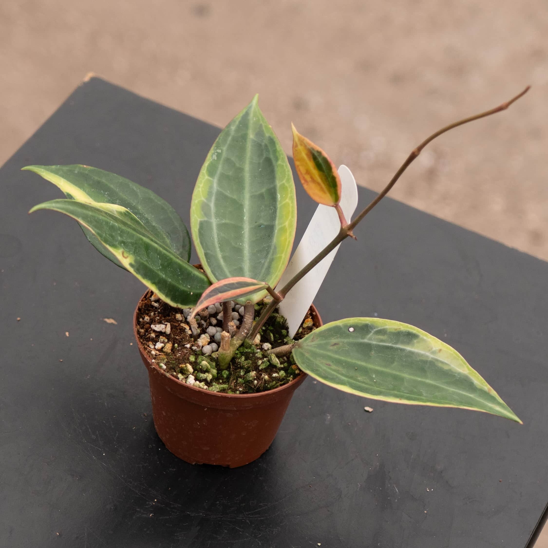 その他観葉植物 Hoya latifolia Albomarqinata Hoya latifolia albomarginata – Gabriella Plants