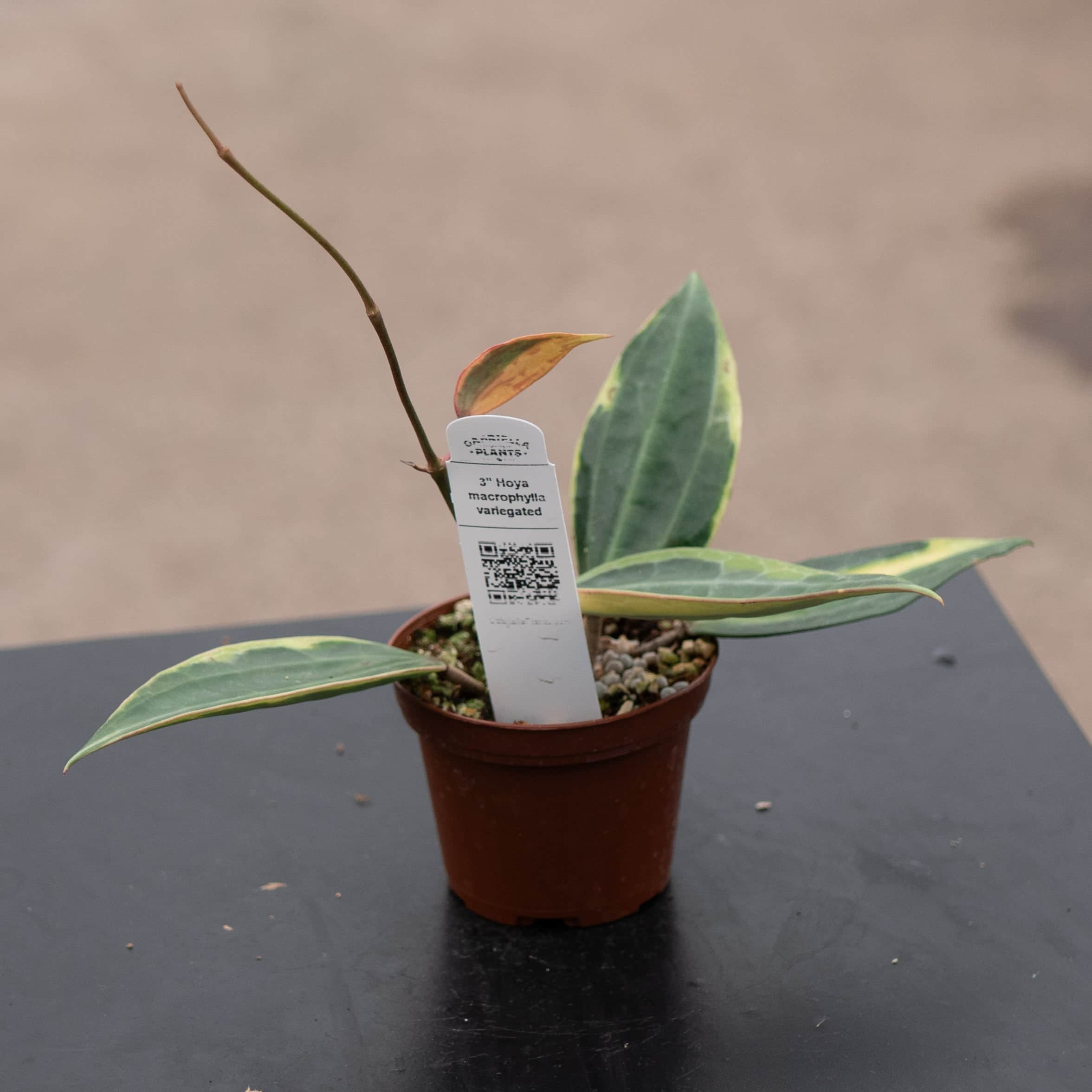 Hoya latifolia 'Variegata' - Gabriella Plants