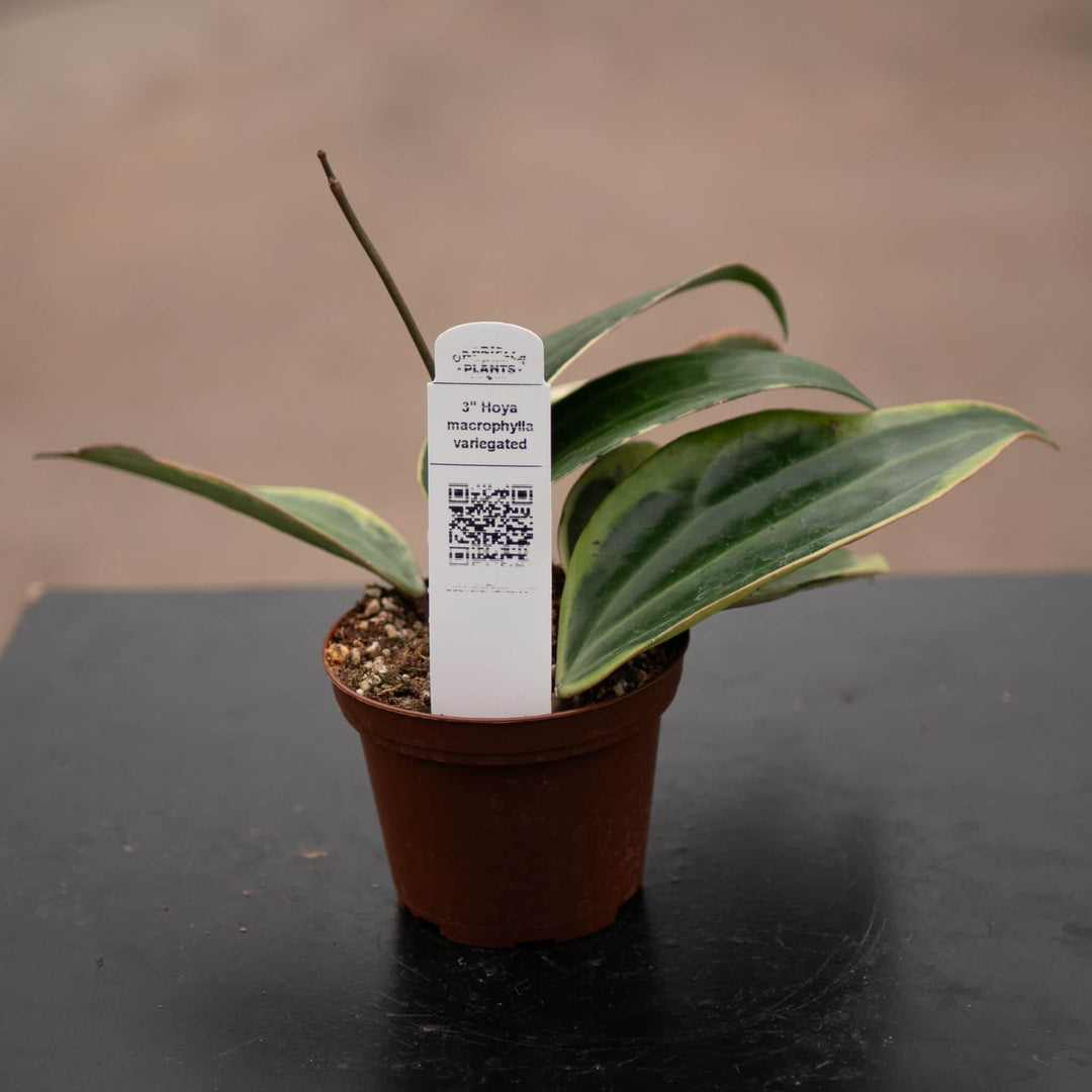 Gabriella Plants Hoya 3" Hoya latifolia 'Variegata'