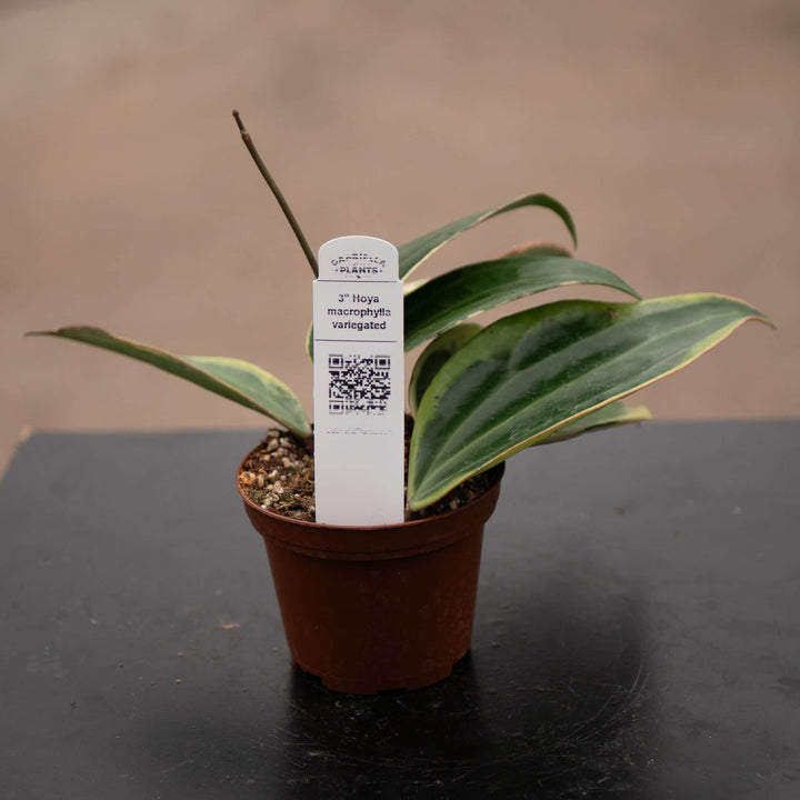 Gabriella Plants Hoya 3" Hoya latifolia 'Variegata'