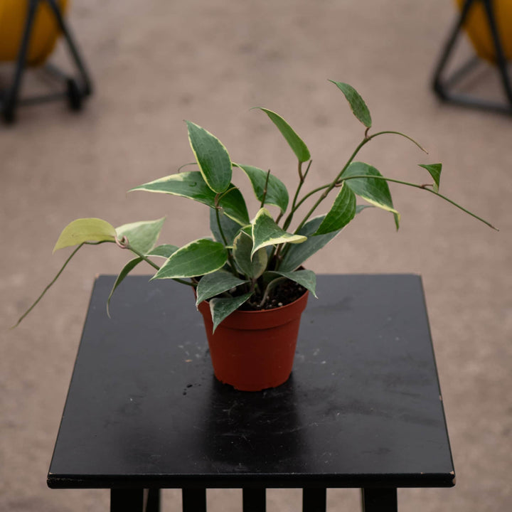 Gabriella Plants Hoya 4" Hoya latifolia 'Variegata'