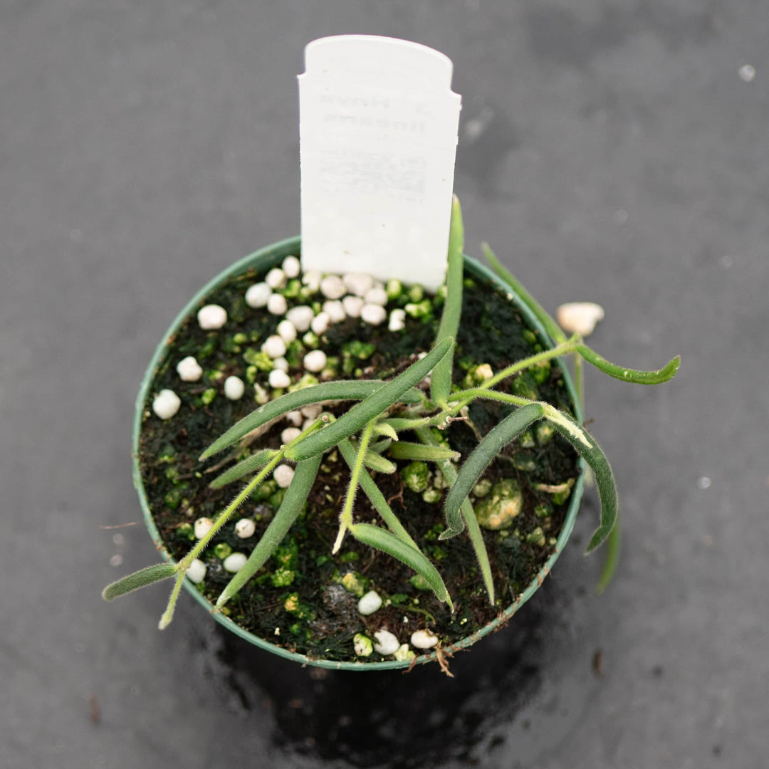 Gabriella Plants Hoya Hoya linearis