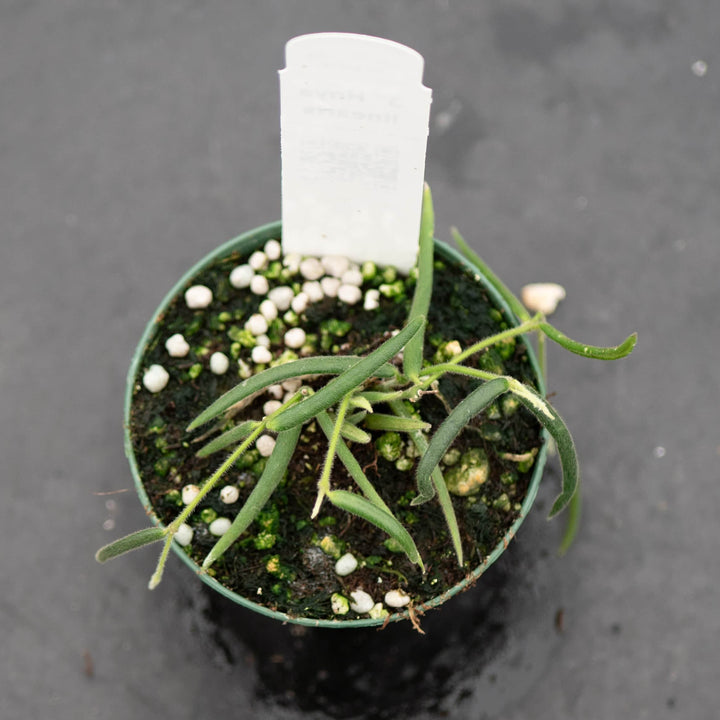 Gabriella Plants Hoya Hoya linearis