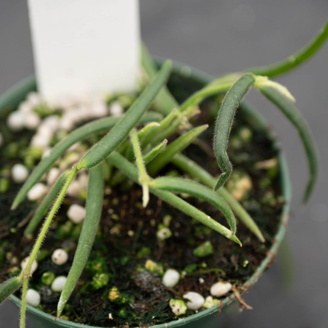 Gabriella Plants Hoya Hoya linearis
