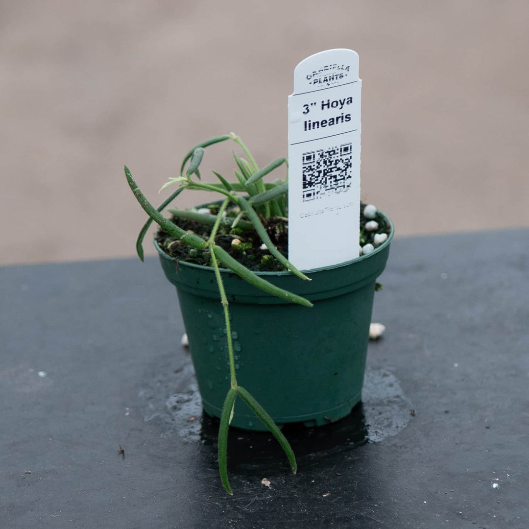 Gabriella Plants Hoya Hoya linearis