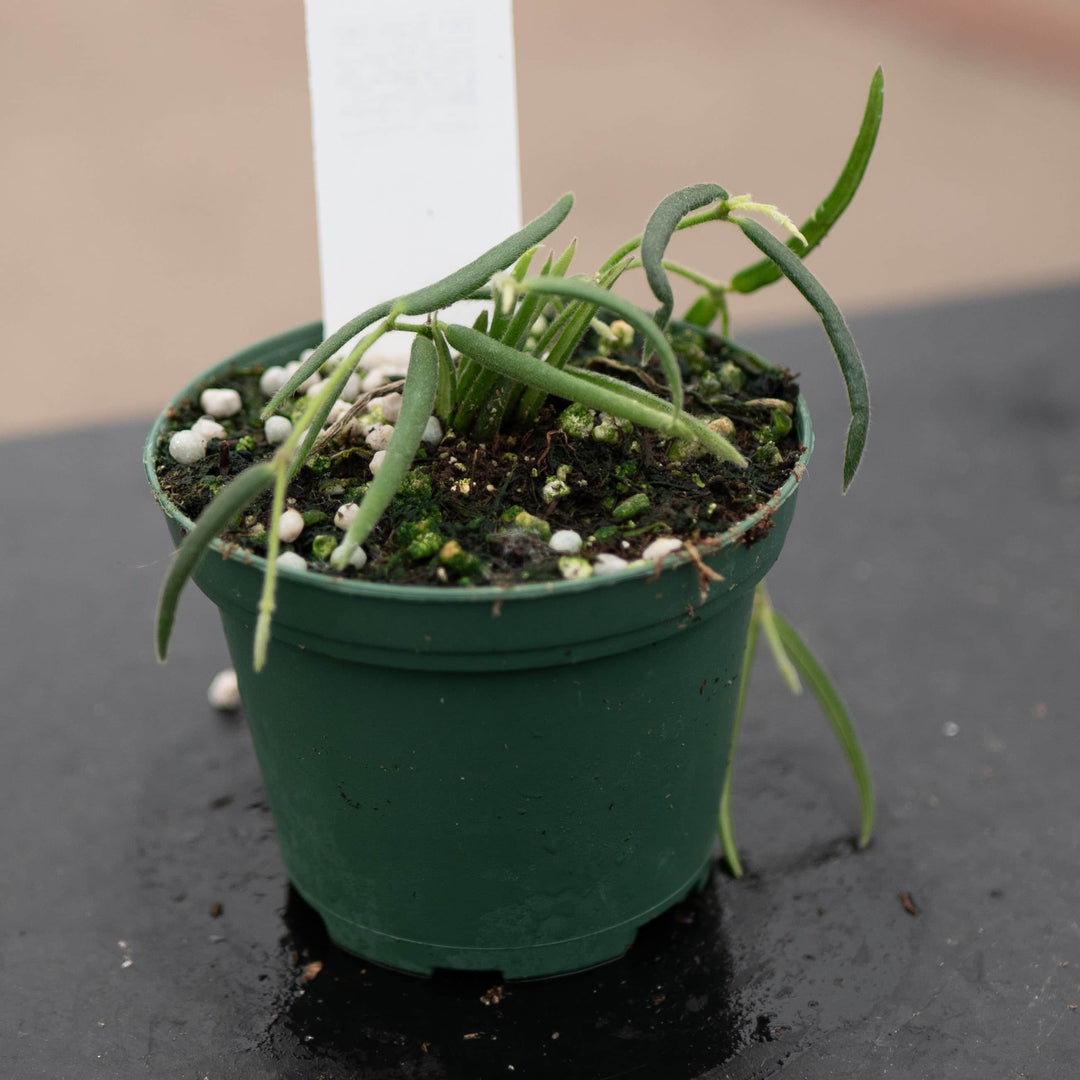 Gabriella Plants Hoya 3" Hoya linearis