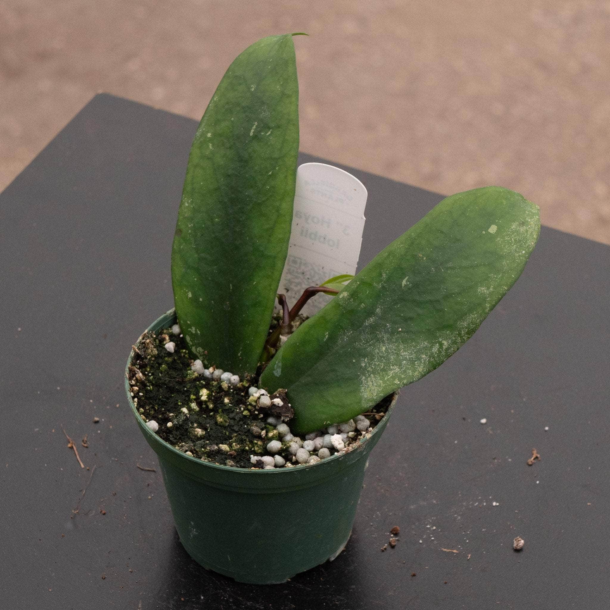 Hoya lobbii - Gabriella Plants