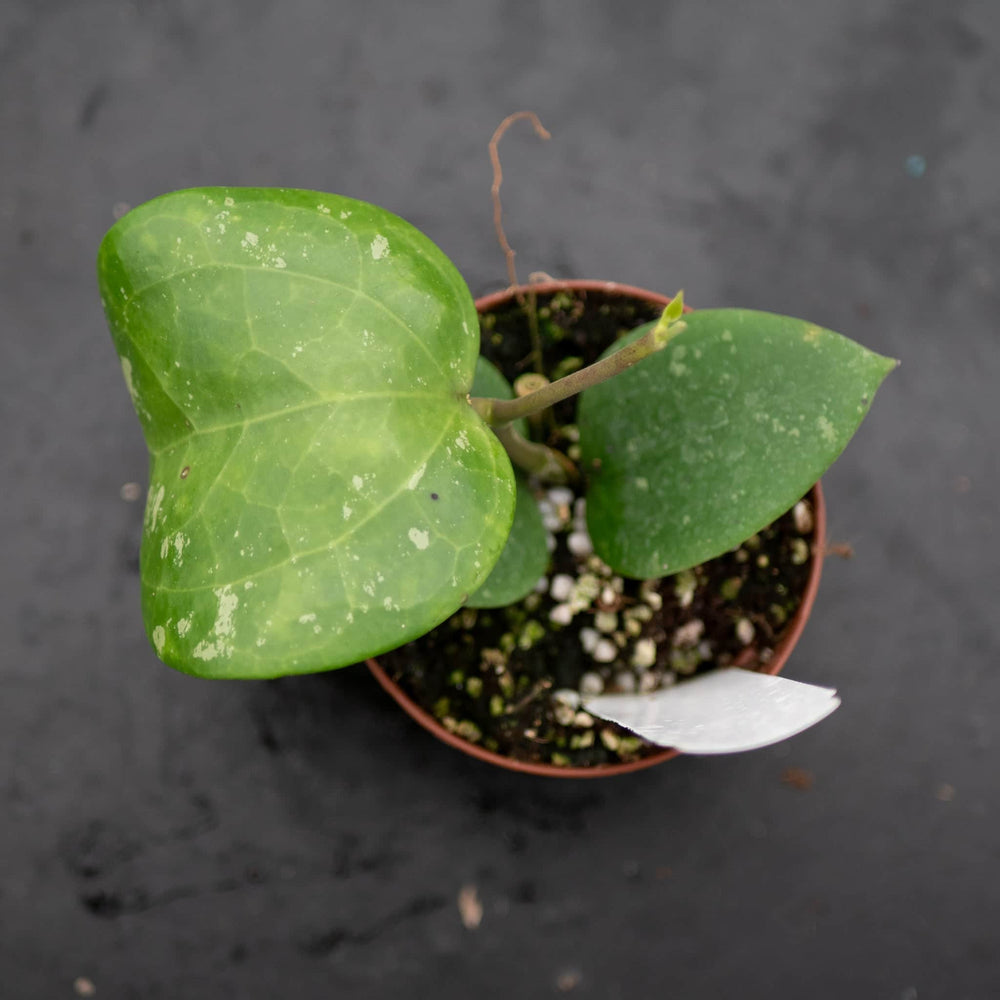 Gabriella Plants Hoya 3" Hoya loyceandrewsiana